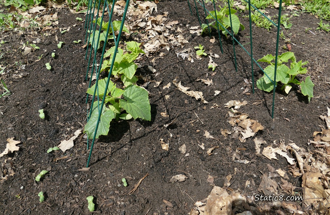 Cucumber plants and seedlings growing under a wire trellis