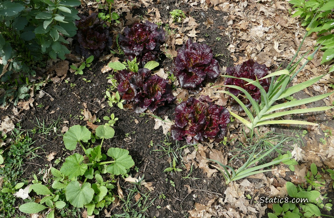 Purple Lettuces growing next to a small squash plant