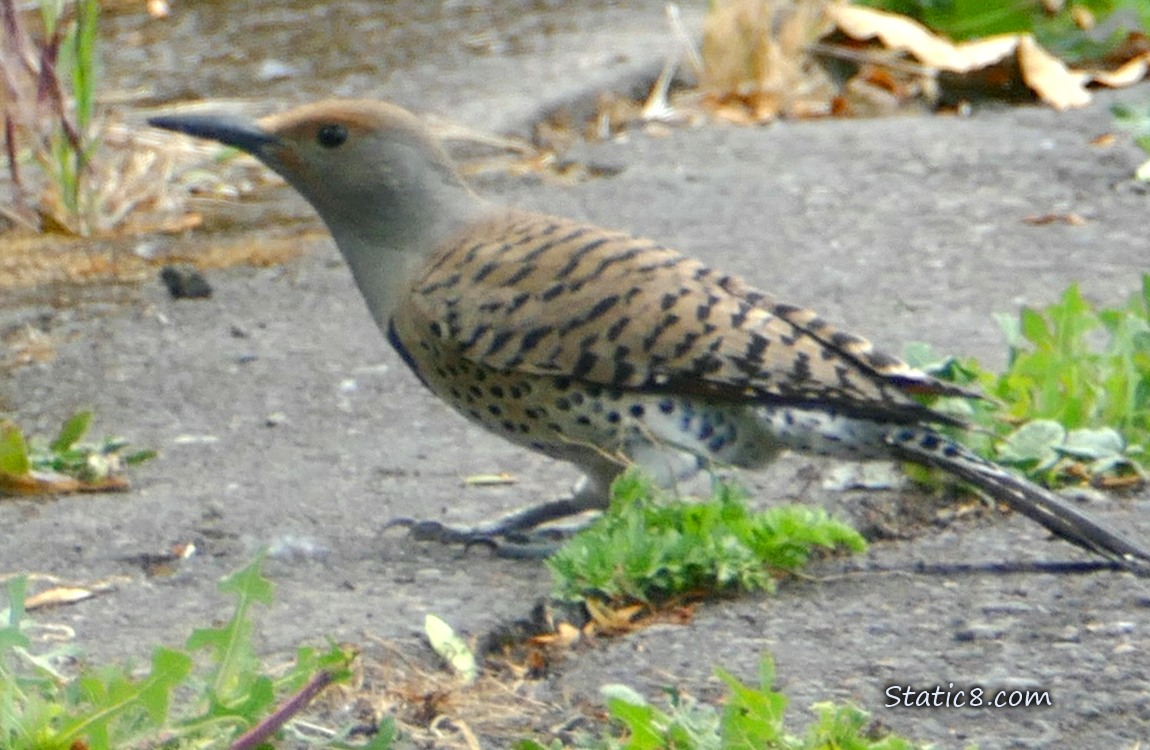 Flicker standing on the sidewalk