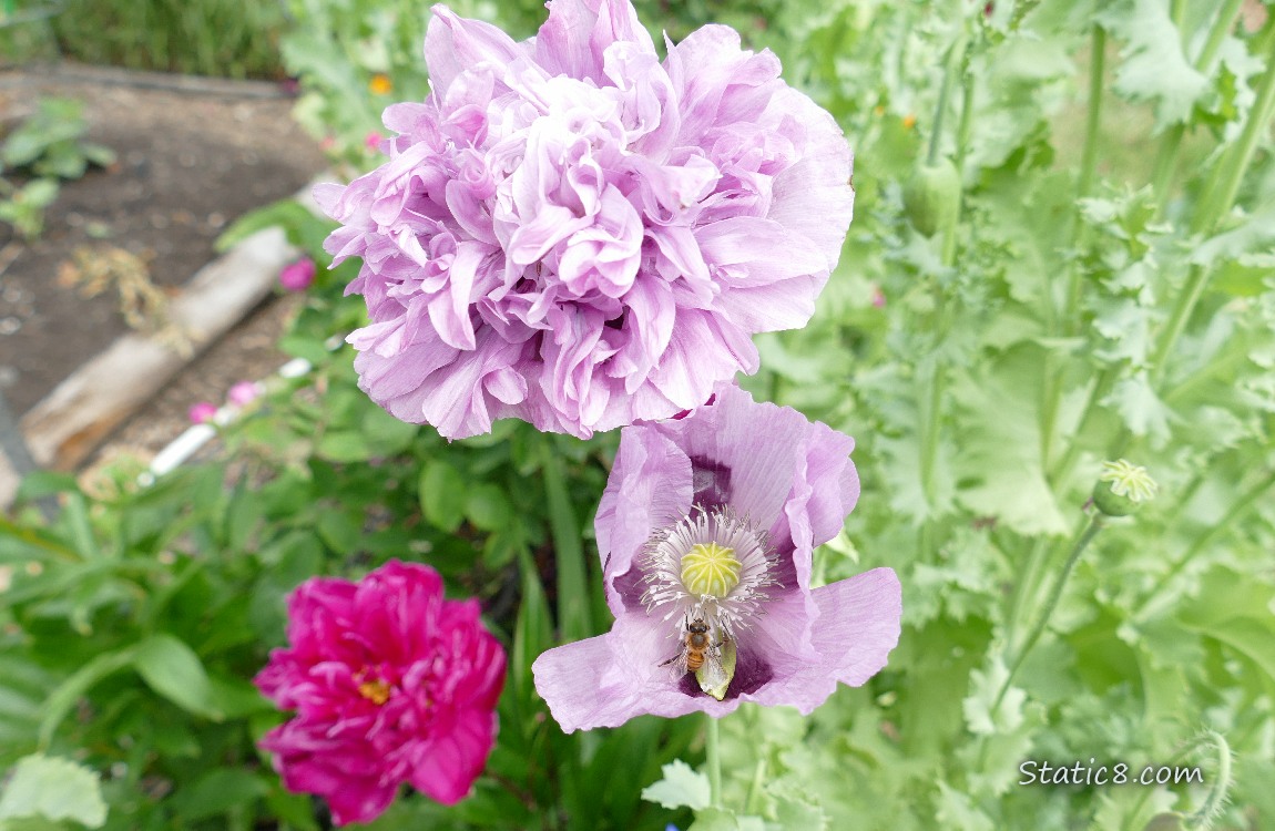 Poppy blooms and Peony blooms