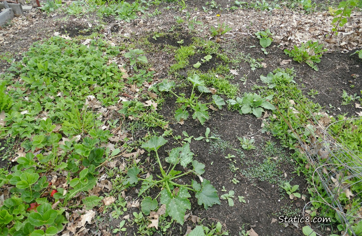 Garden plot