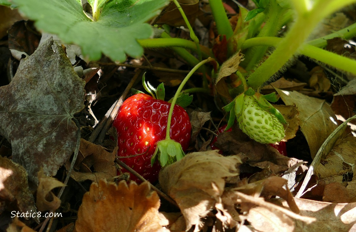 Strawberries ripening under the plant
