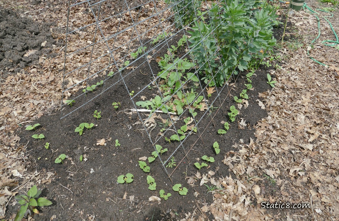 Bean seedlings growing in the dirt under a wire trellis