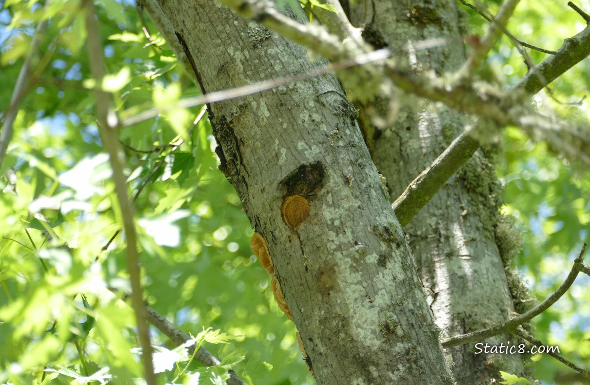 Downy Woodpecker nest hole in a tree trunk