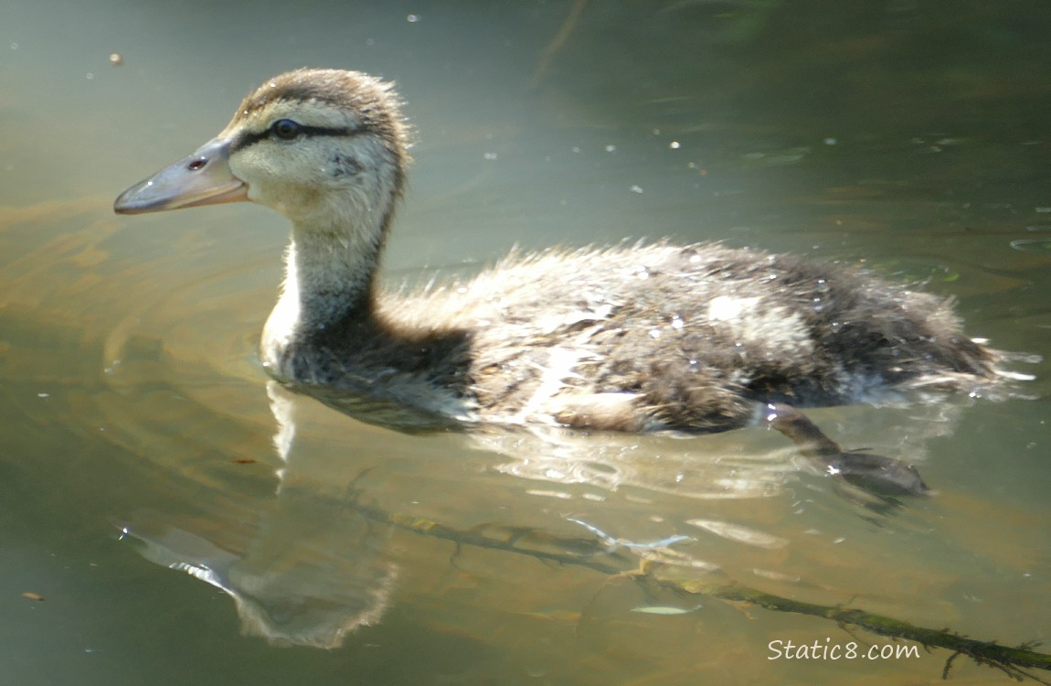 Older duckling paddling on the water