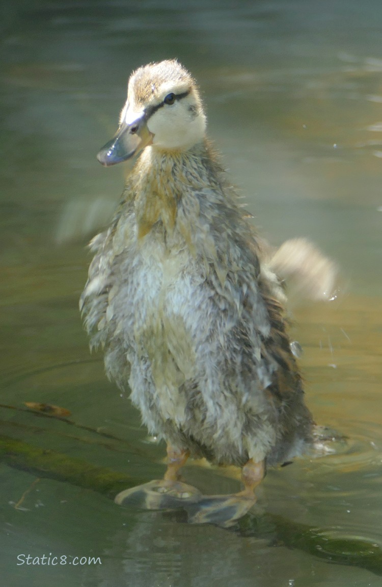 Duckling standing on a stick in the water, flapping her arms