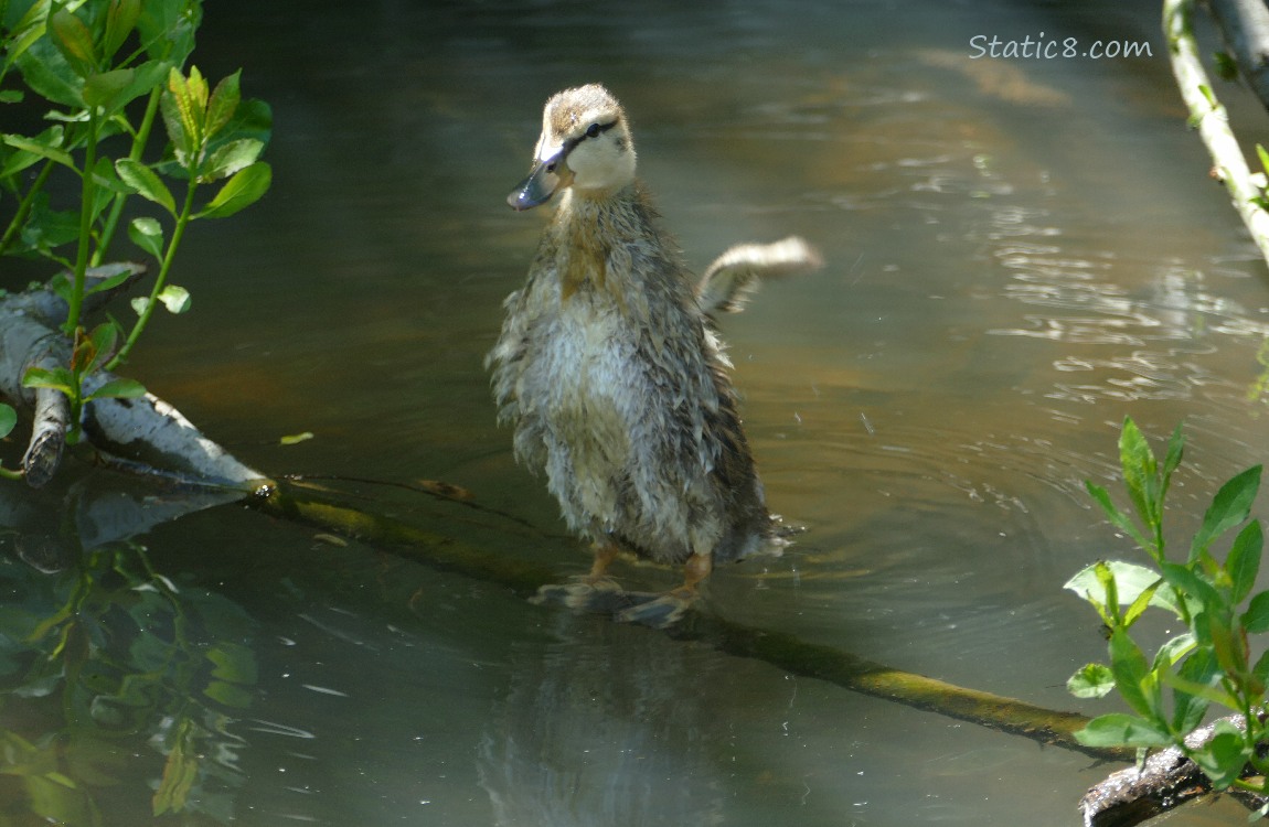 Duckling standing on a stick in the water, flapping her arms