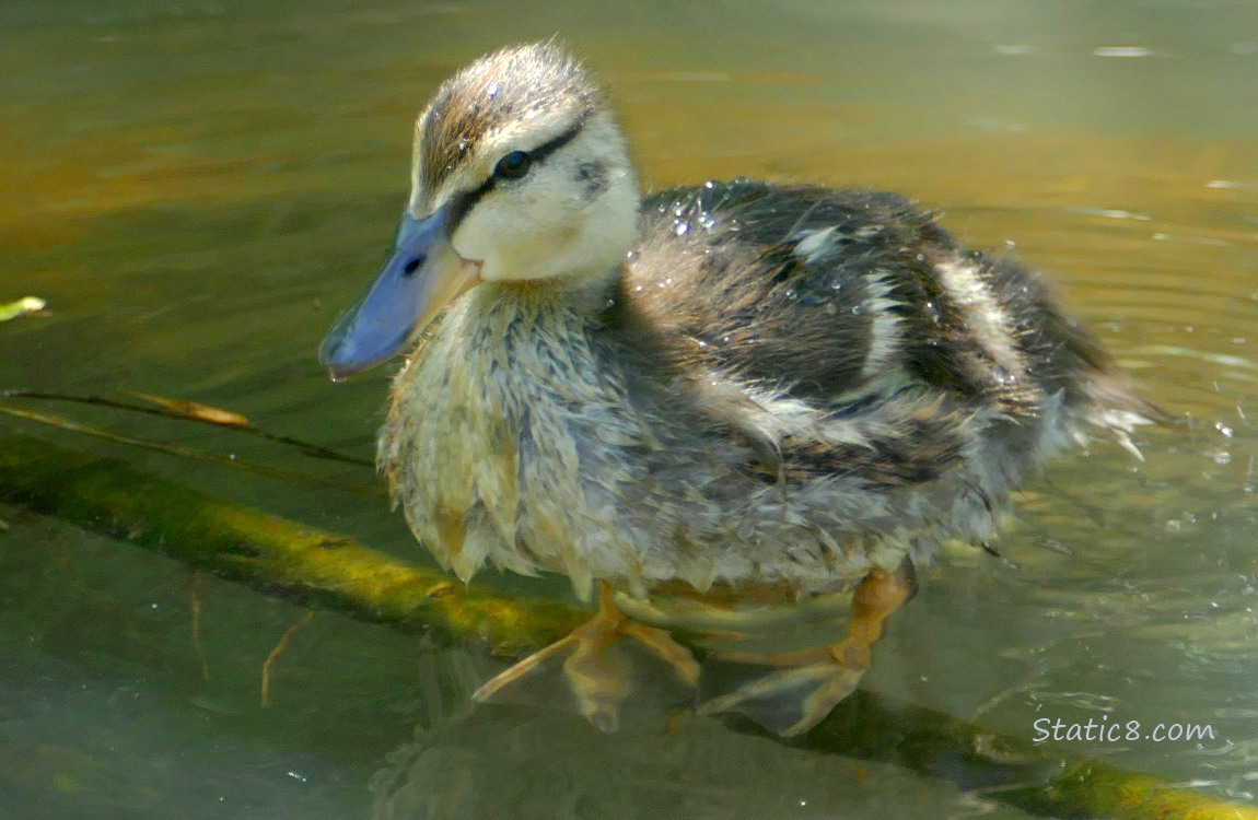 Duckling standing on a stick under shallow water
