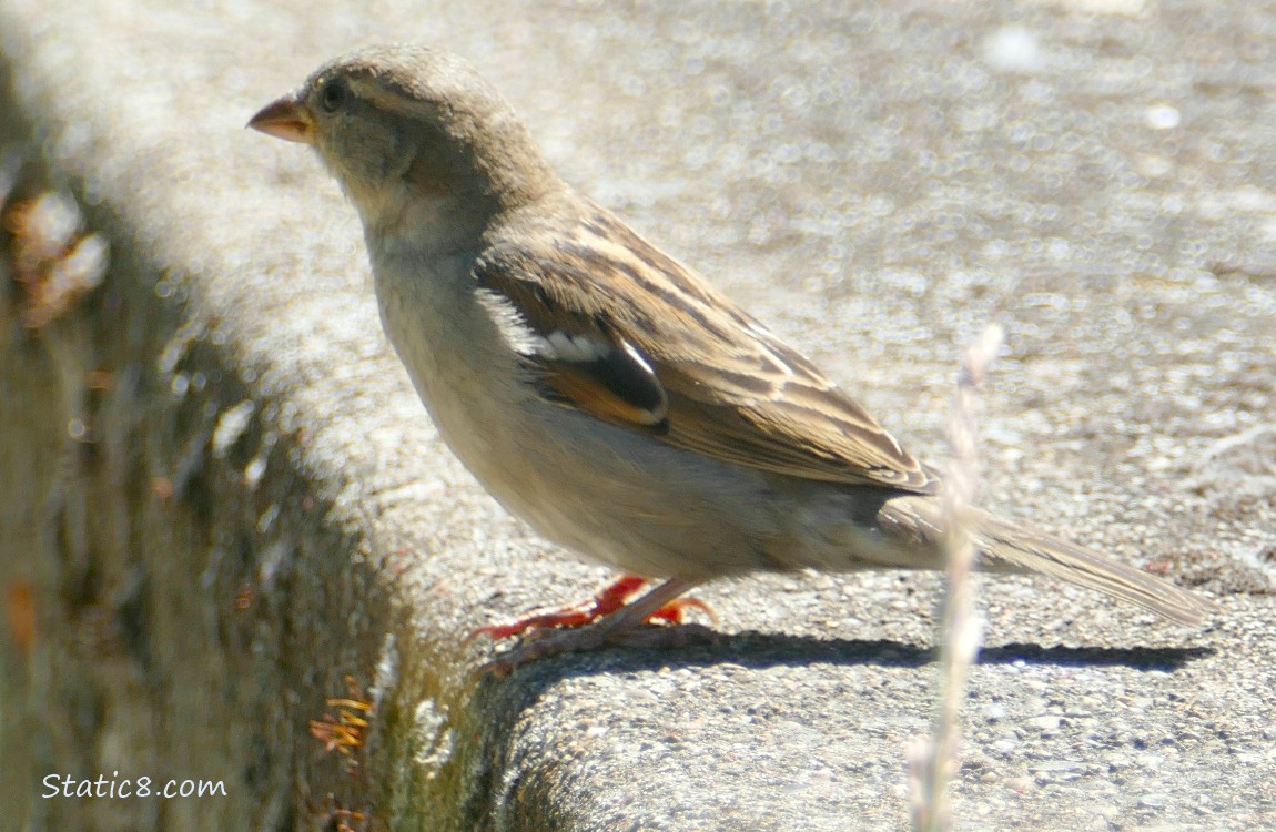 House Sparrow standing on a concrete barrier