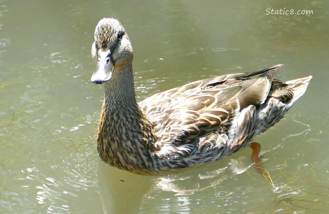 Female Mallard paddling on the water