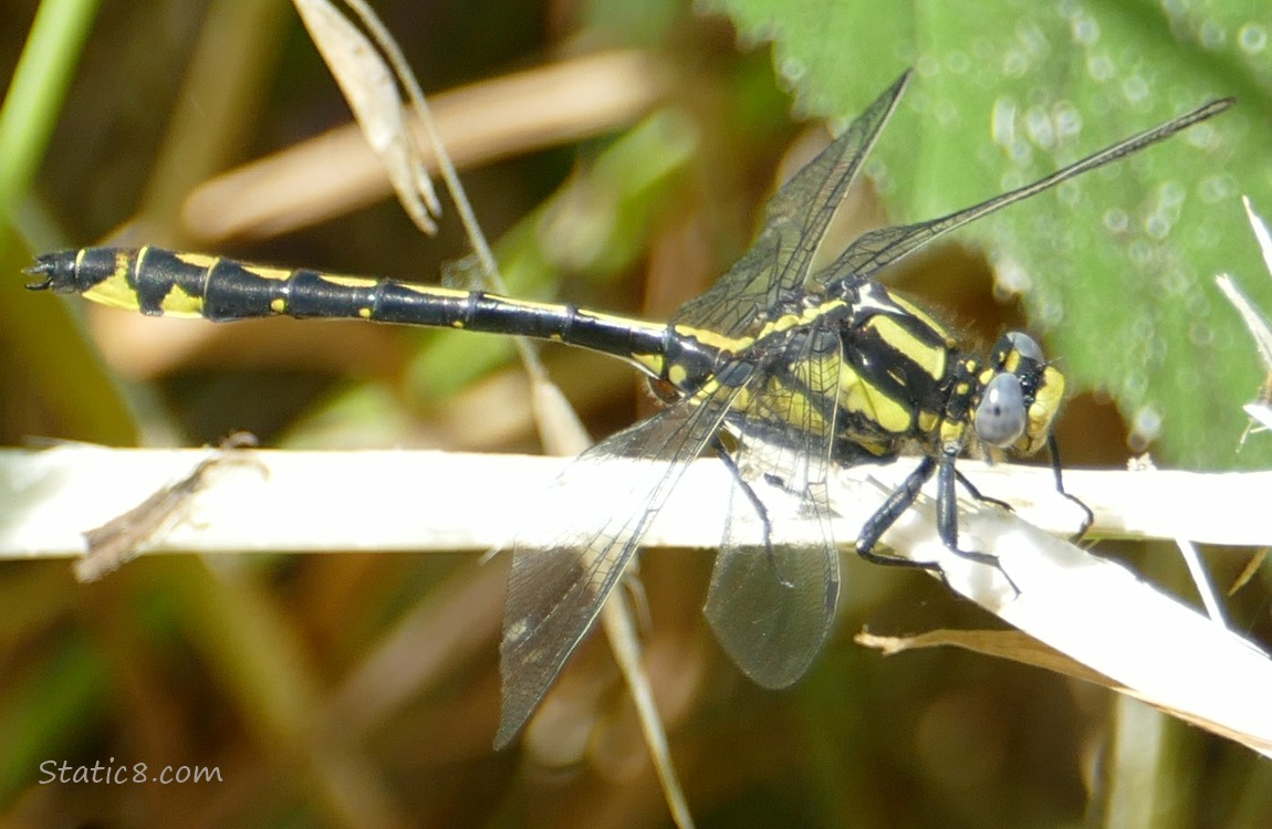 Black and yellow dragonfly standing on a stalk of dead grass