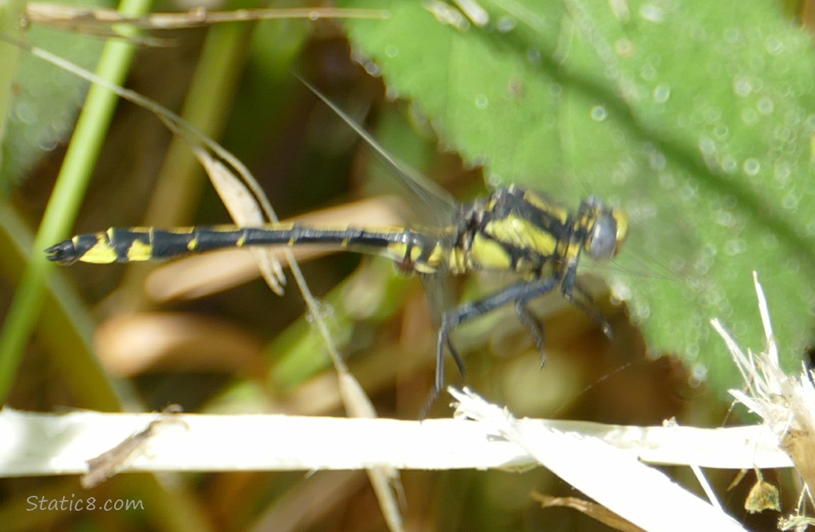 Black and yellow dragonfly, taking off from his perch