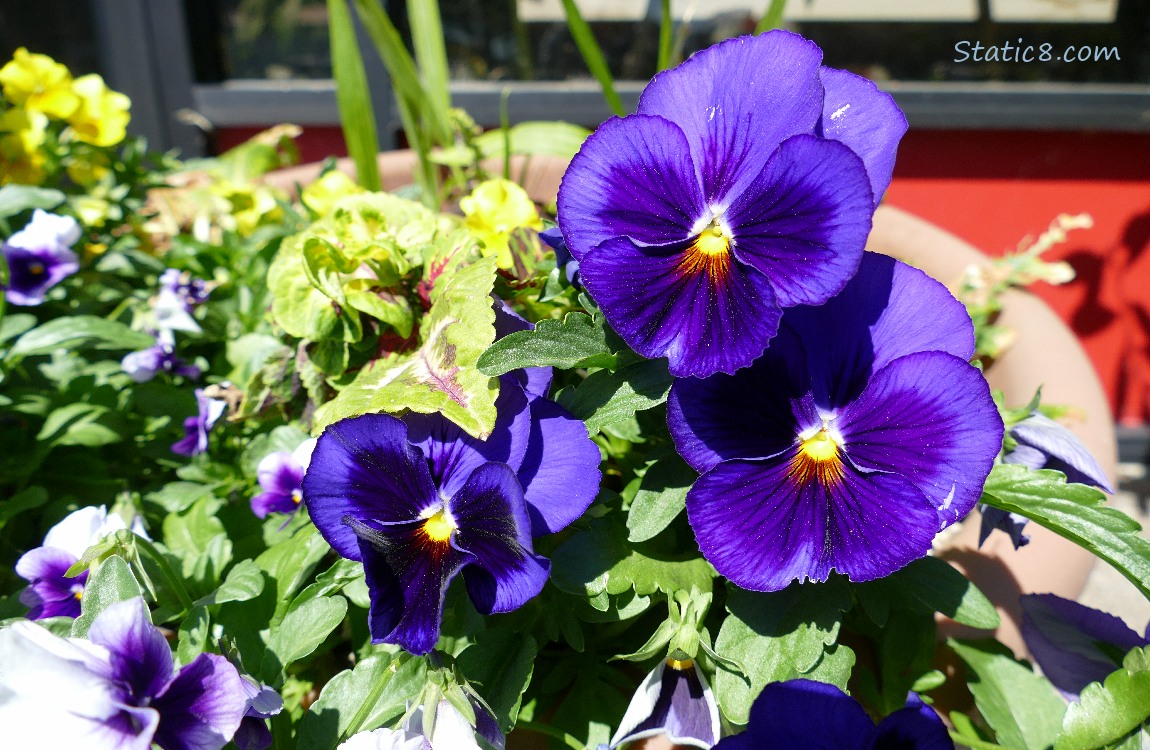 Purple Pansy blooms in a pot with other plants