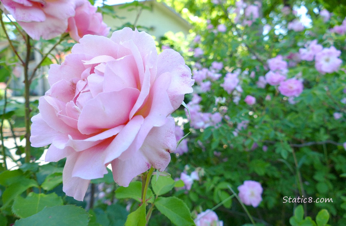 Pink rose bloom in front of many other blooms in the background
