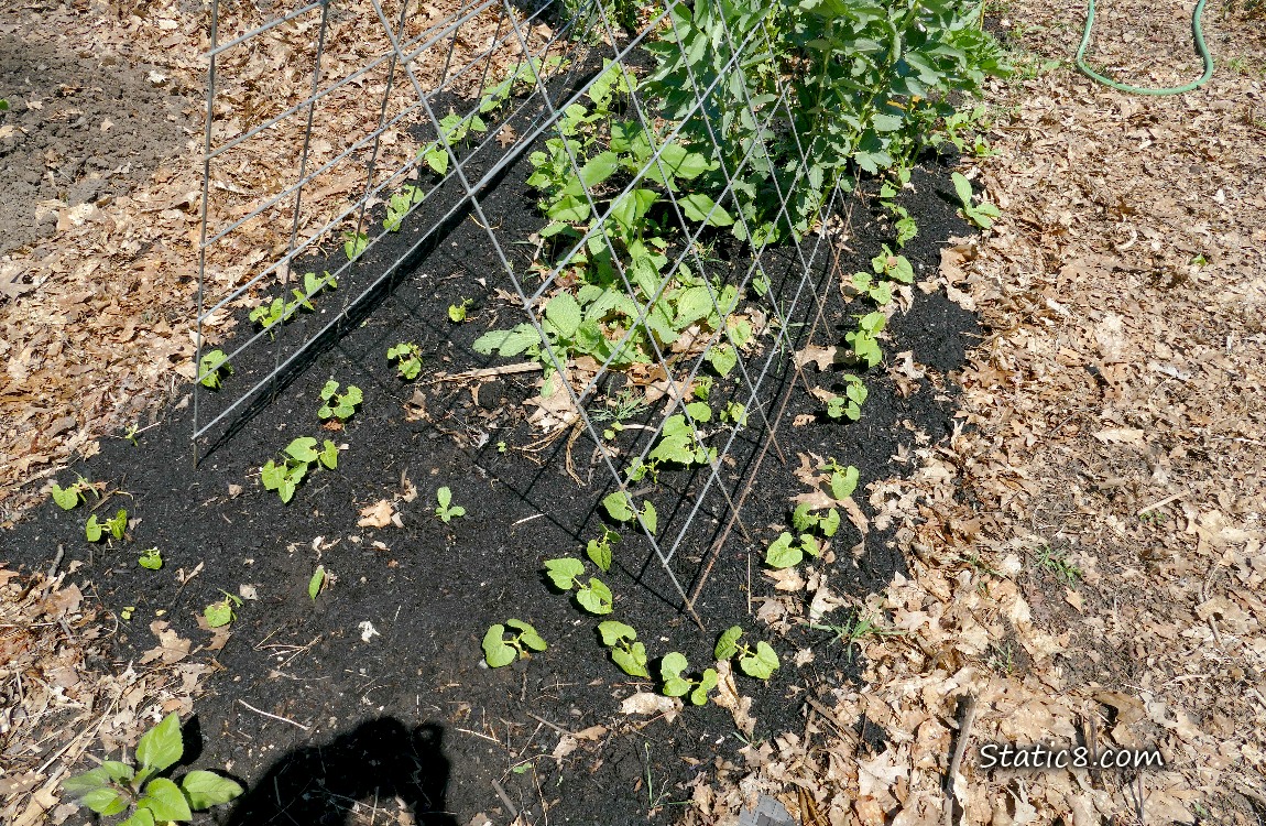 Bean seedlings growing under a wire trellis
