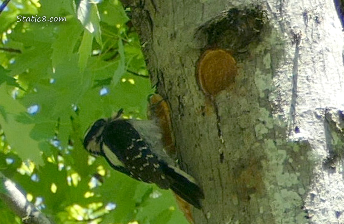 Downy Woodpecker standing on the tree trunk next to the nest hole