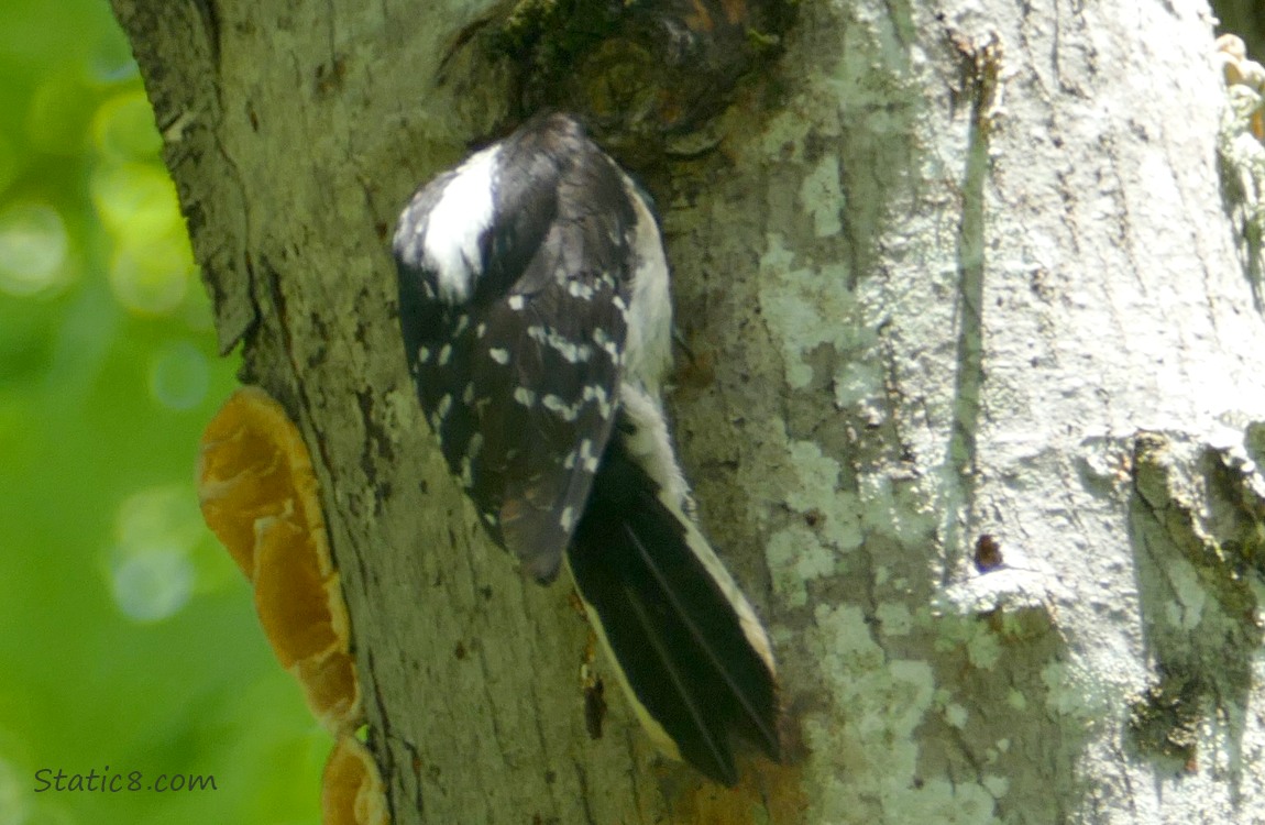 Downy Woodpecker leaning down into the nest hole