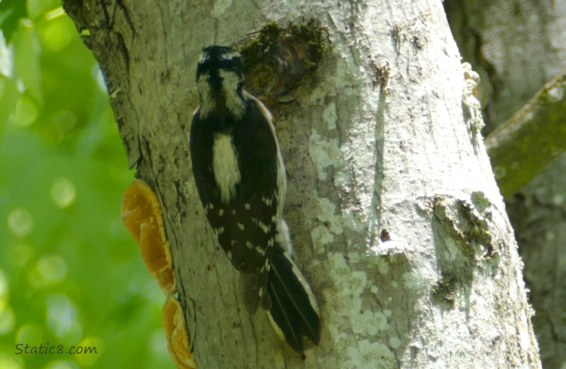 Downy Woodpecker standing outside the nest hole