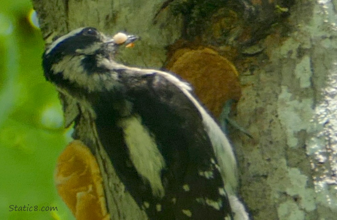 Downy Woodpecker with a grub in her beak, standing at the nest hole