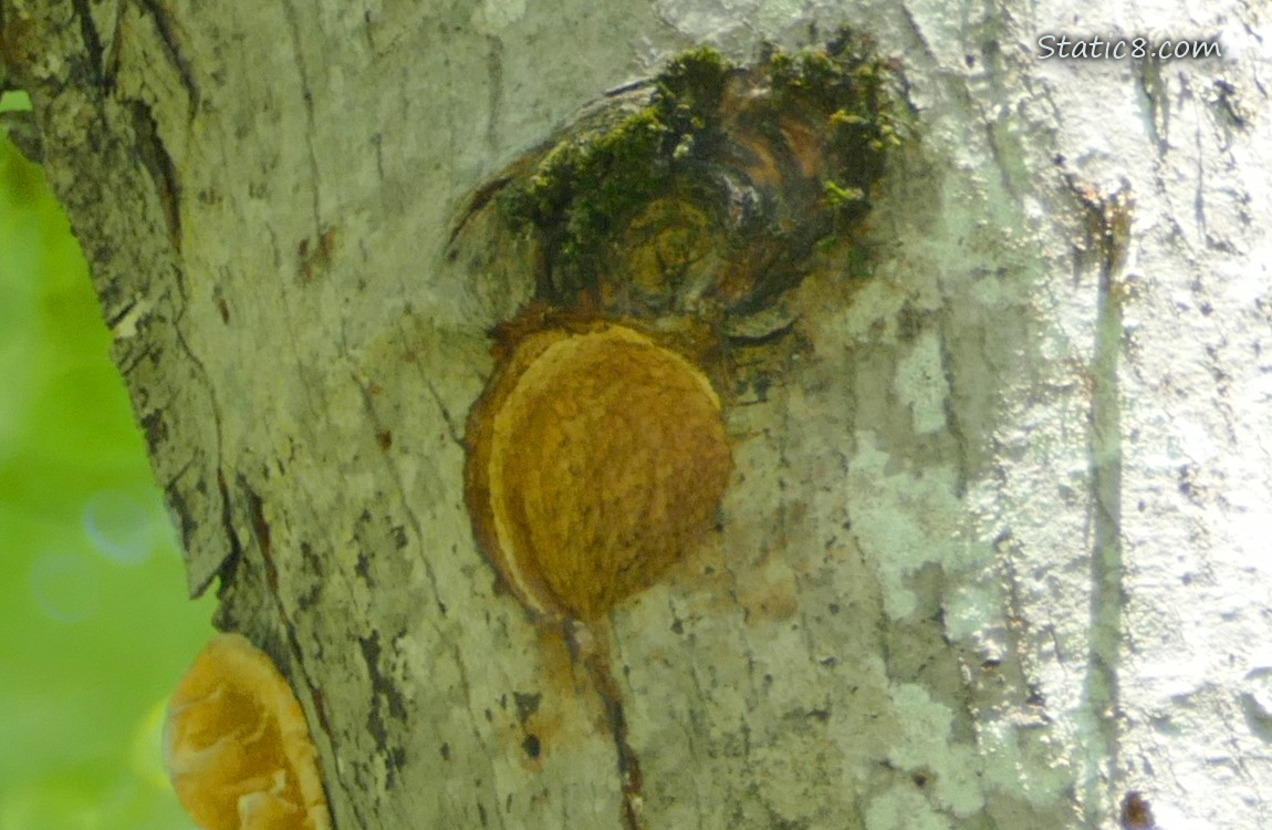 Downy nest hole in a tree trunk