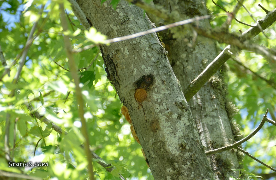 Downy nest hole in the trunk of a tree