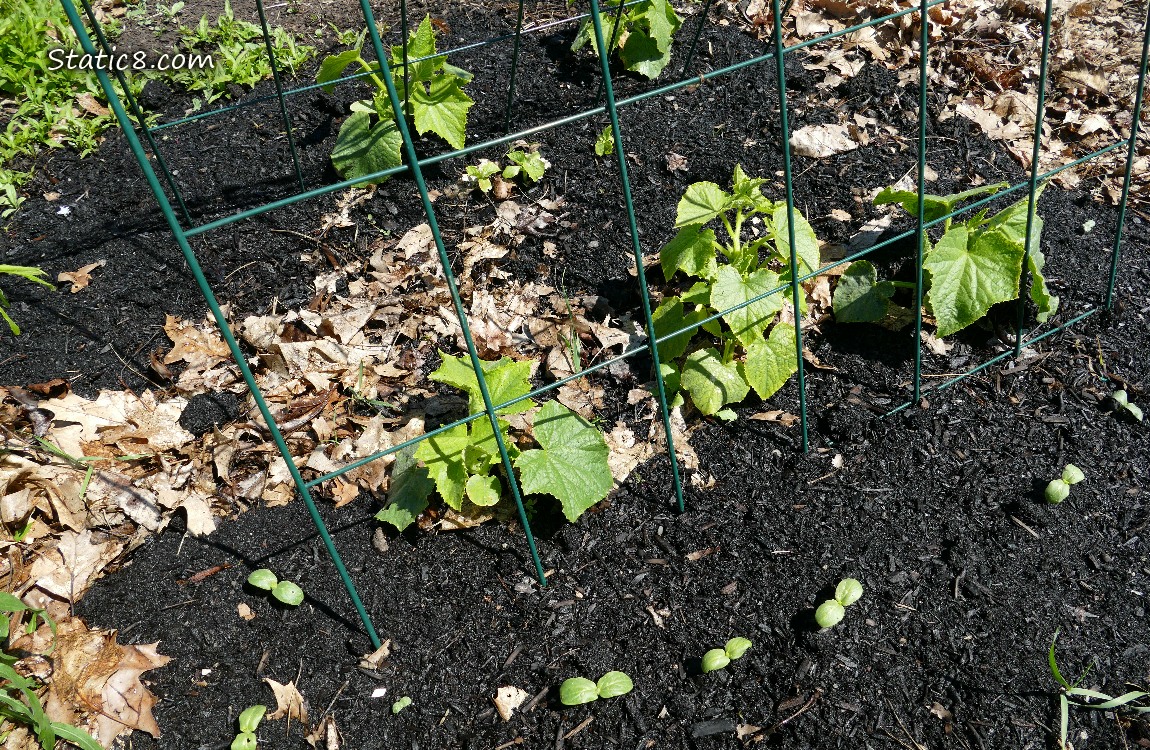 Cucumber seedlings growing in the dirt, under a wire trellis