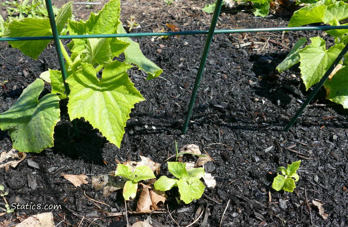 Closeup of Cucumber seedlings growing in the dirt, under a wire trellis