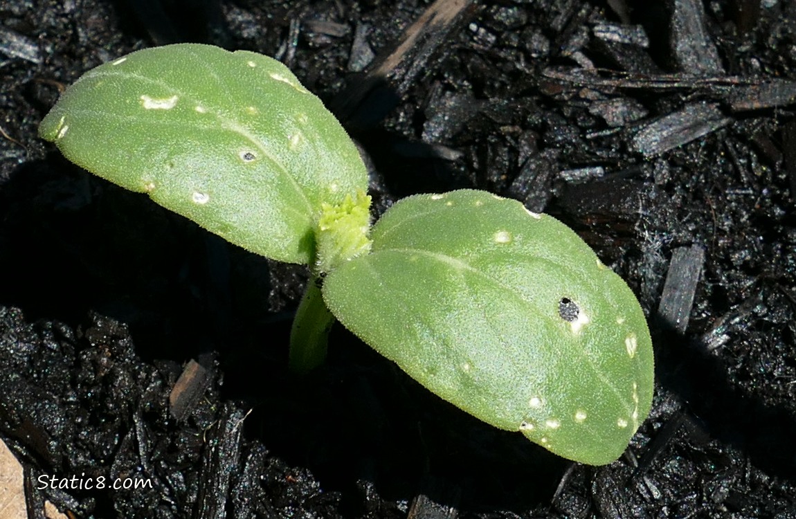 Cucumber seedling with Flea Beetle damage on the leaves