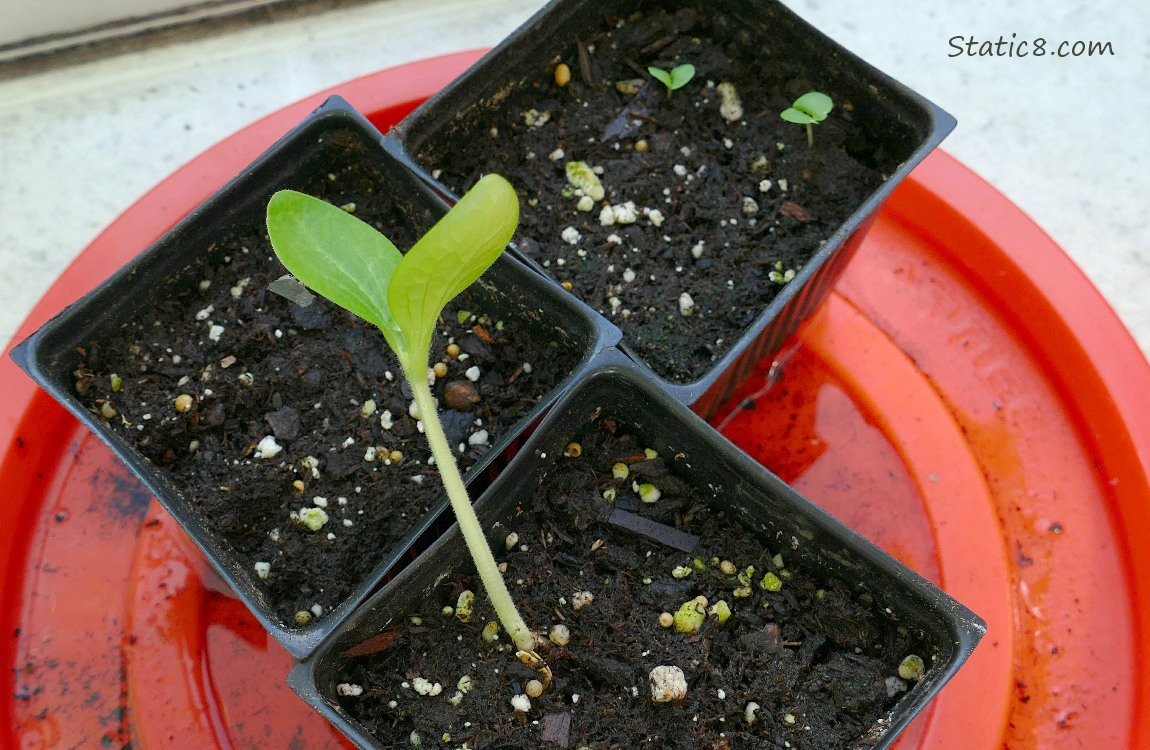 Veggie seedlings in black nursery pots