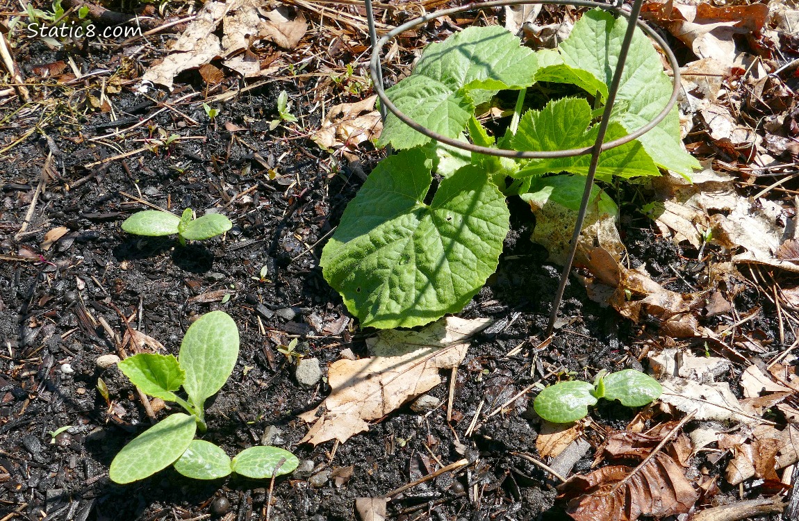 Squash seedlings growing in the dirt