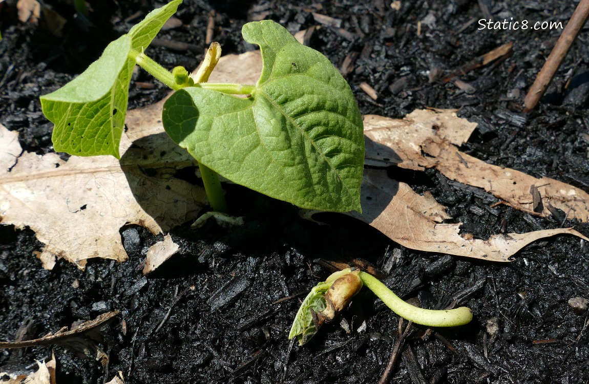 Bean seedling growing next to a dead seedling