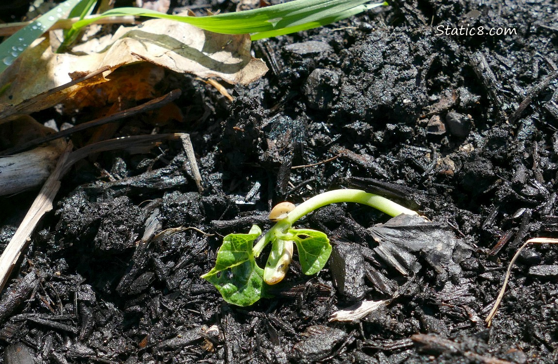 Wilted and dead Bean seedling