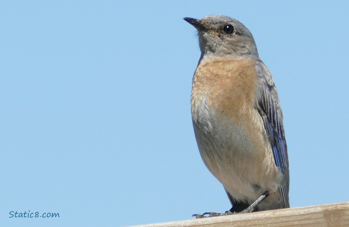 Female Western Bluebird standing on a wood fence, blue sky behind
