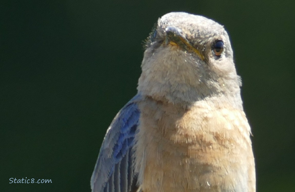 Closeup of female Western Bluebird, dark trees in the background