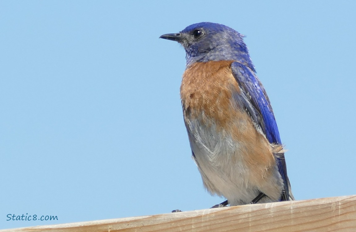 Male Western Bluebird standing on a wood fence, blue sky behind
