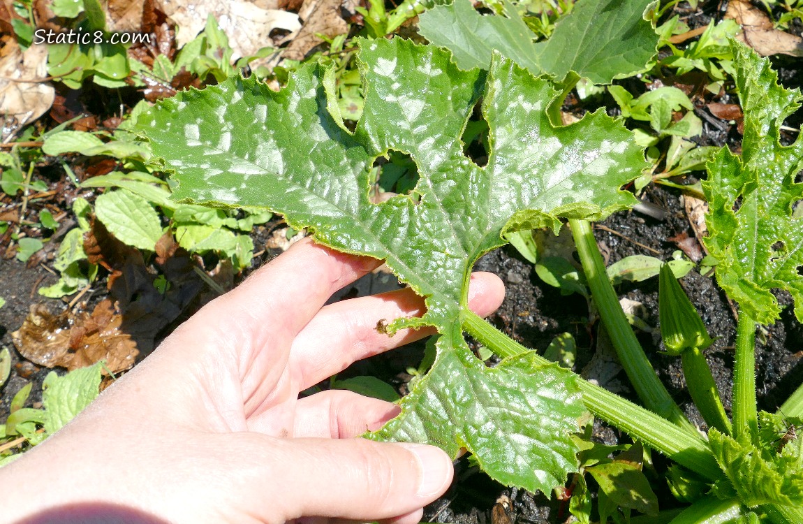 Munched Zuc leaf with a hand showing the damage