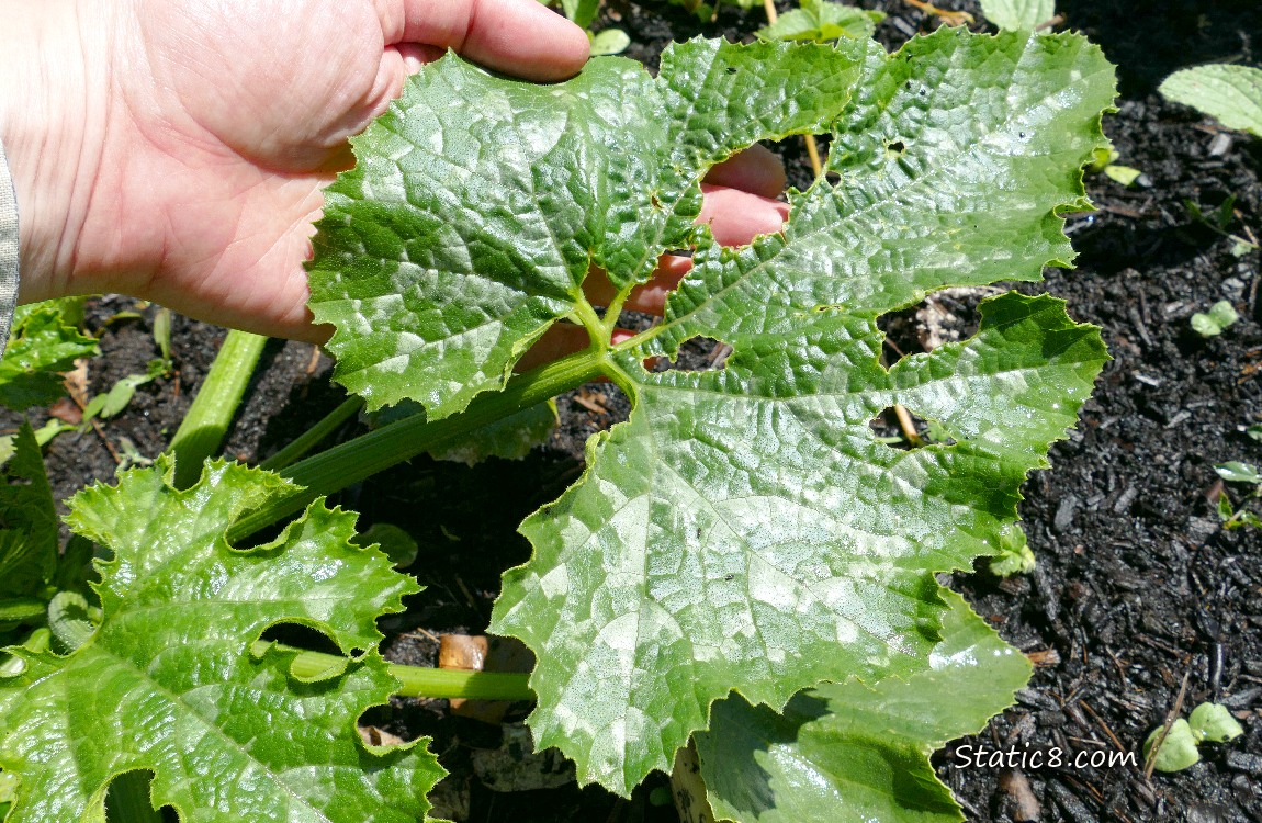 Munched Zuc leaf with a hand showing the damage