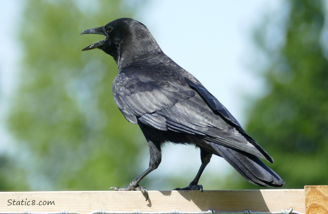 Crow standing on a wood fence with her beak open