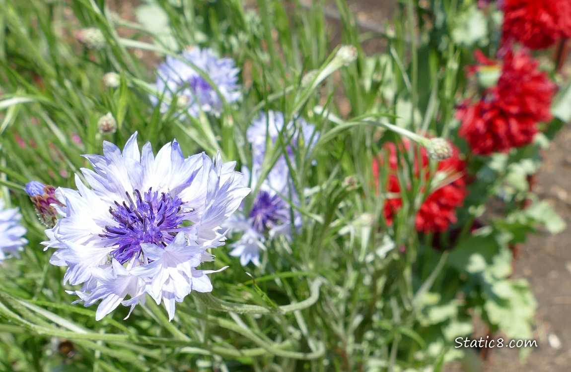 pale blue Bachelor Button blooms in front of red poppy blooms