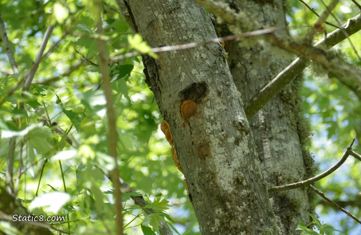 Downy Woodpecker nest hole in a tree trunk