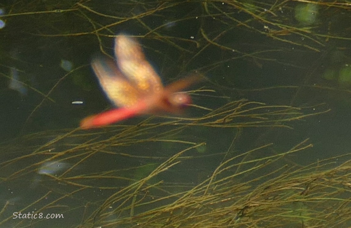 Blurry red dragonfly flying over water