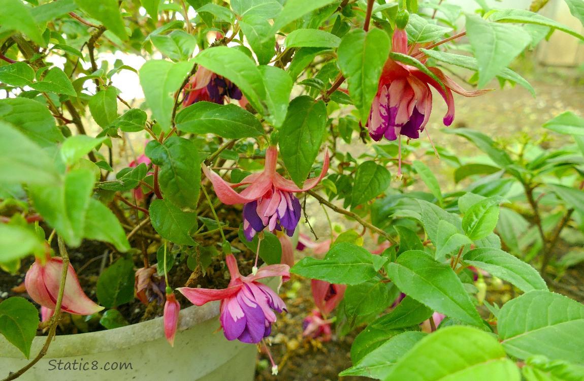 Pink and purple Fuchsia blooms hanging from a potted plant