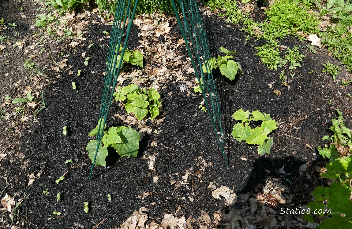 Small cucumber plants growing in the dirt under a wire trellis