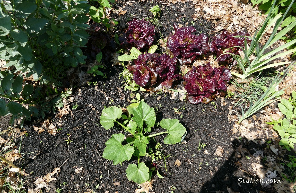 Garden plot