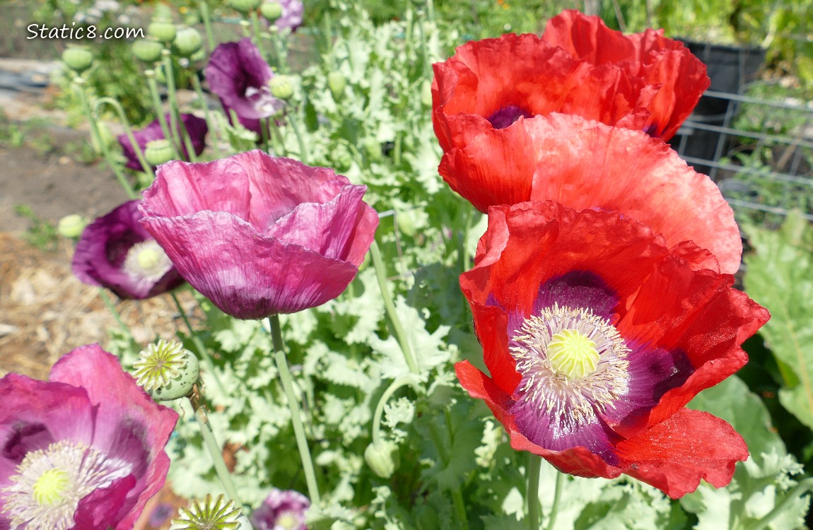 Red and purple Poppy blooms