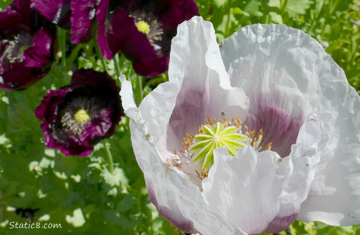 White Poppy bloom in front of purple blooms