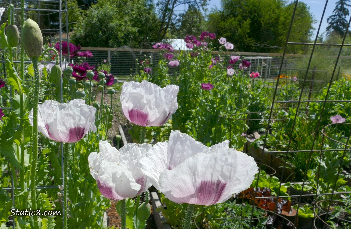 Poppy blooms in a garden