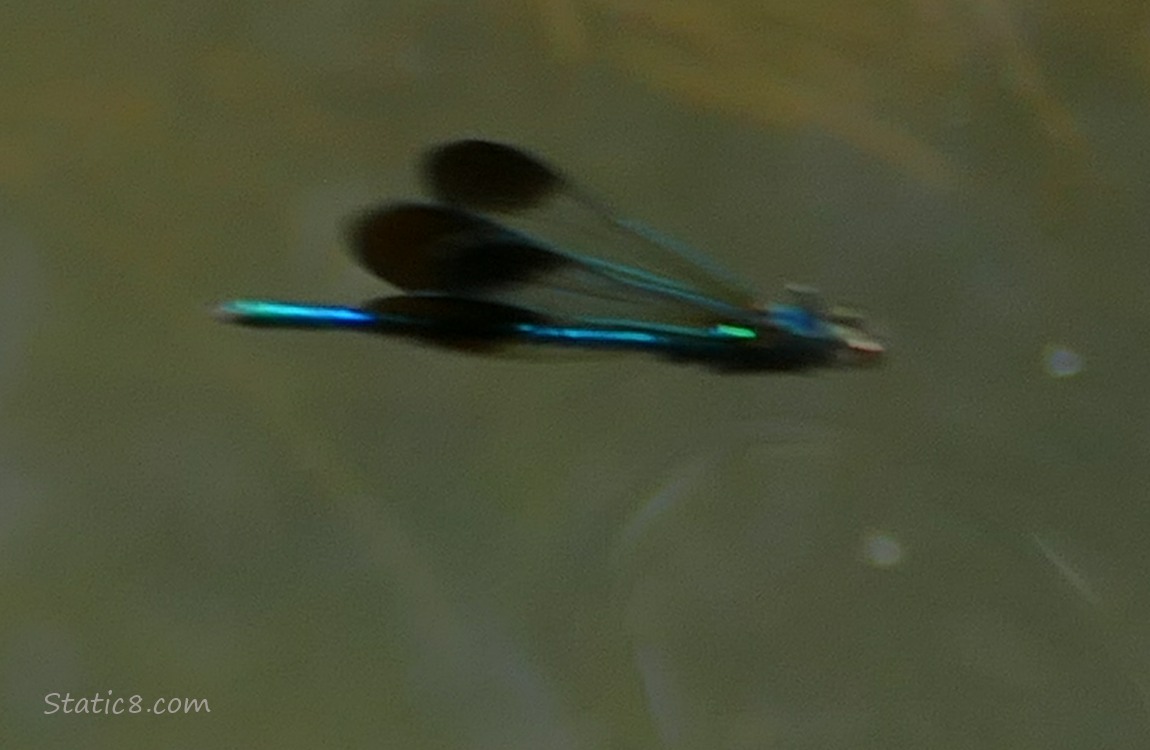 Blurry damselfly flying over the water