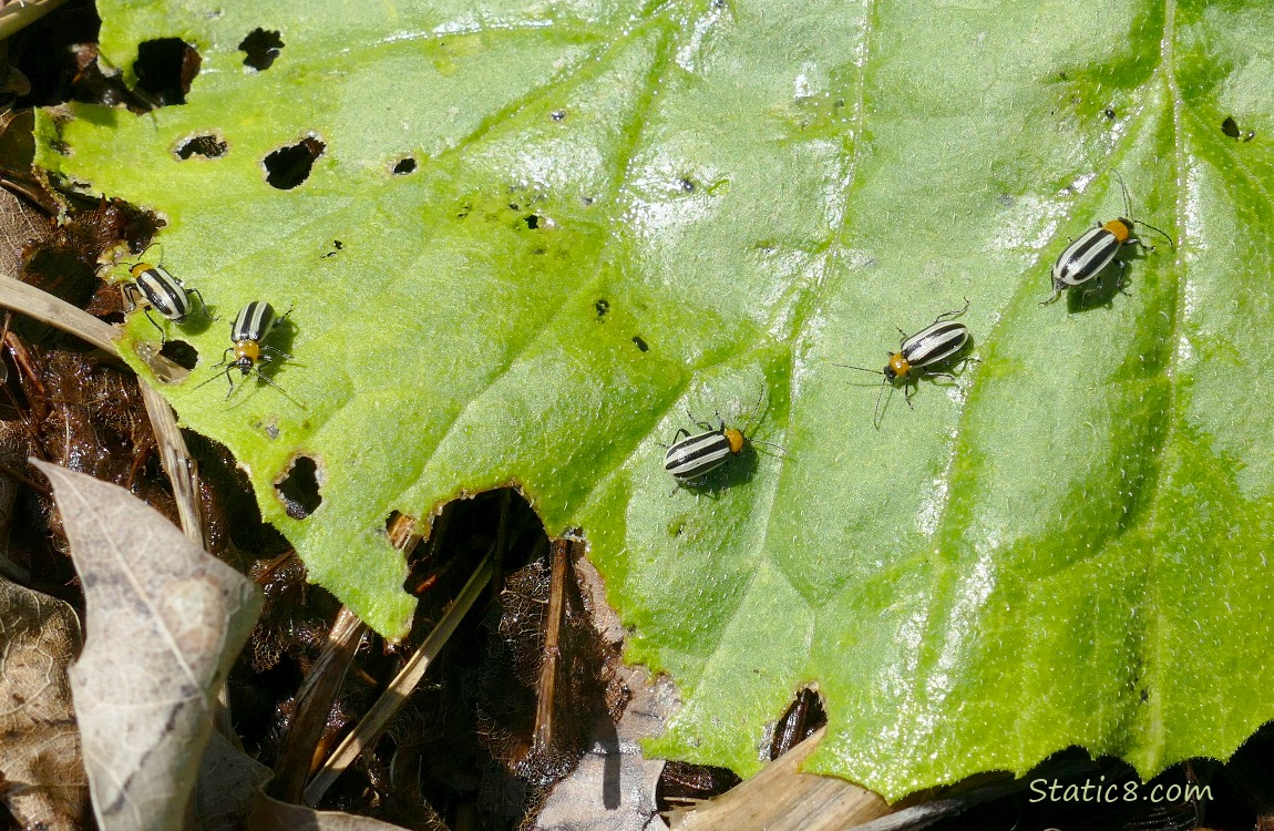 Striped Cucumber Beetles on a green leaf