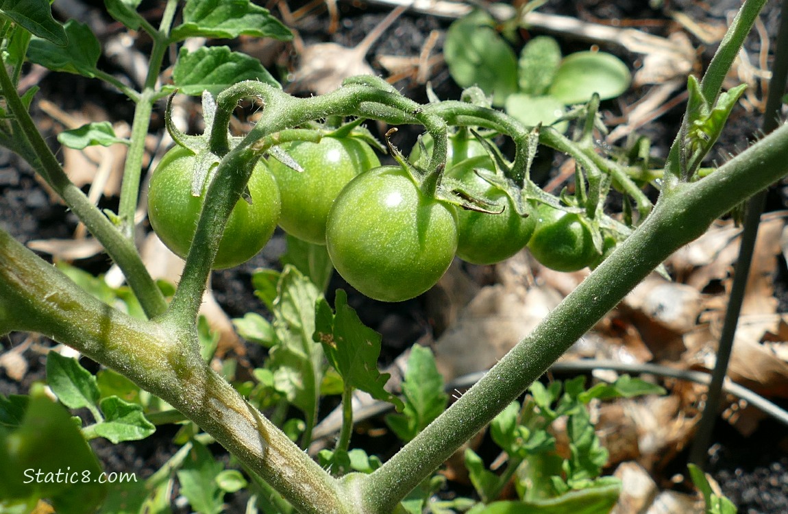 Green cherry tomatoes on a plant